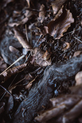 leaves in autumn