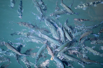 Shoal of fish in seawater, many sea fishes top view, fry in the sea, sea fishes on the water surface, on the surface of the sea water aquamarine azure reflection turquoise blue abstract background