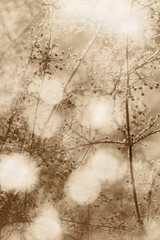 dried frozen brown plants at bright sunset
