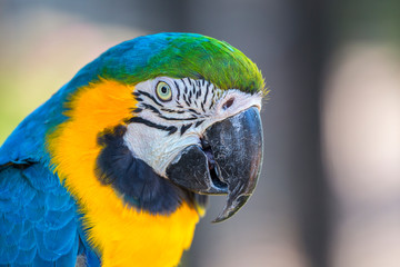 macaw parrot head detail