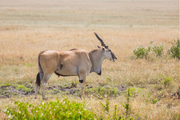Naklejka na ściany i meble The largest antelope