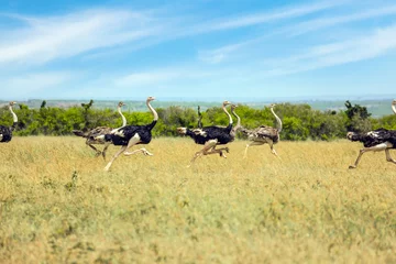 Wandcirkels aluminium African ostriches run from danger © Kushnirov Avraham