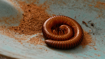 Curled up millipede on sand