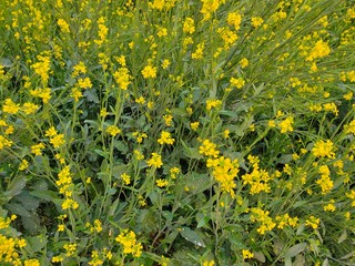 field of yellow dandelions