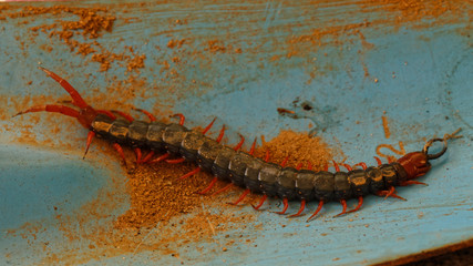 Red-headed scolopendra, stretched out multicoloured centipede