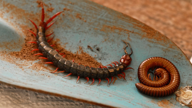 Centipede and millipede on garden tool