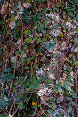 Bindweed on the wall
