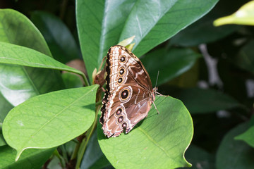 papillon marron