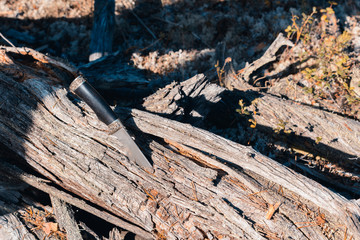 Long knife for hiking and traveling stuck in fallen tree in the forest.