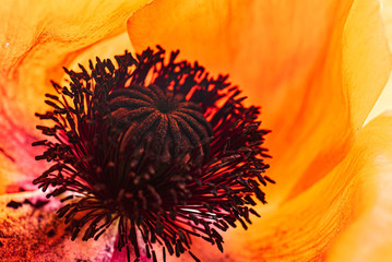 orange poppy flower on the white