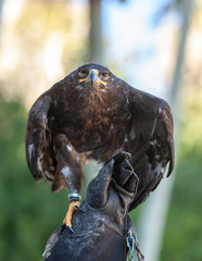 Hunting bird kite sits on a leather glove