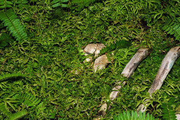 Animal bones that are covered with green grass.