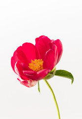 Obraz premium fresh peony flower on the white background