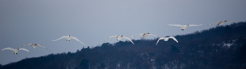 flock of flying swans in winter