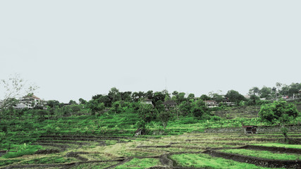 tea plantation of olive trees