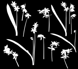 scilla white flowers thirteen silhouettes on black