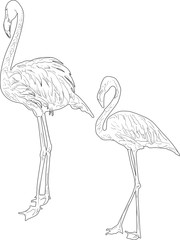 two black flamingo sketches isolated on white