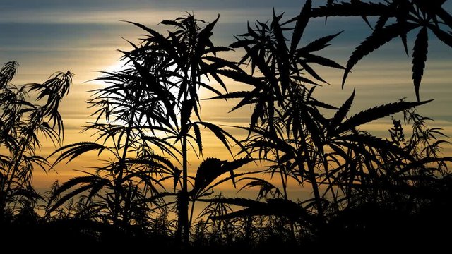 Cannabis Field with Plants and Leaves in Silhouette, Time Lapse at Sunset