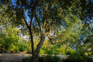 Quercus suber, commonly called cork oak, is a medium-sized evergreen oak in the Quercus section at the edge of a large clearing in Massandra Park in Crimea. Nature concept for design.