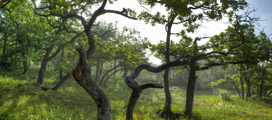 panoramic view of trees in enchanted landscape