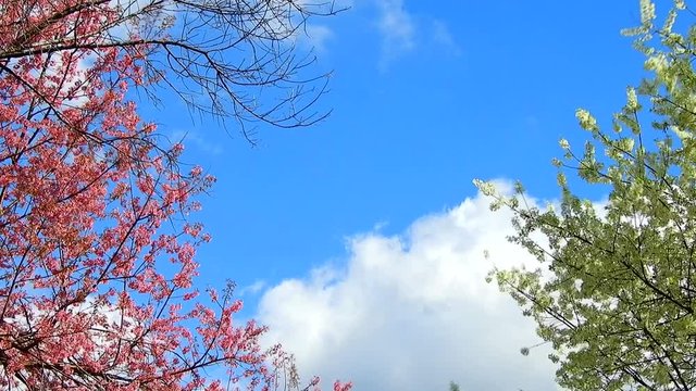 Time lapse of Cherry blossom at khun wang national park Chiang Mai in northern Thailand