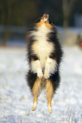 Funny tricolor Sheltie dog jumping up on a snow in winter