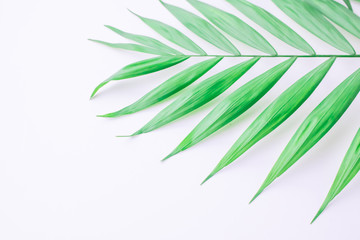 tropical palm branch on a white background, flat lay, top view