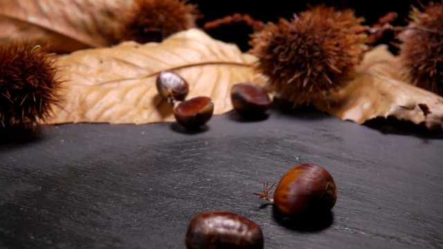 Freshly picked chestnuts falling on black surface on the background of chestnut leafes and shells