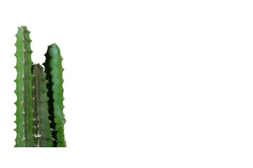 Green cactus with thorns Isolated on white background. Southern plant with thick, juicy stems and...