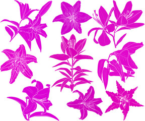 Fototapeta na wymiar pink lily flowers nine silhouettes isolated on white
