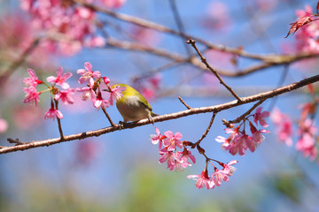 Wild Himalayan Cherry beautiful flowers with cute bird in winter seasonal Northern of Thailand
