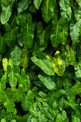 Wet Tropical leaves background texture
