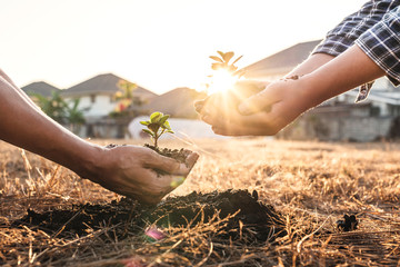 Environment earth day in hands, two people holding of young sprout trees growing seedlings,...