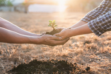 Environment earth day in hands, two people holding of young sprout trees growing seedlings,...