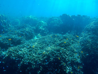 Naklejka na ściany i meble colorful underwater coral reef