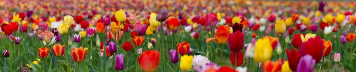 field of colorful tulips - obrazy, fototapety, plakaty