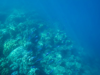 colorful underwater coral reef
