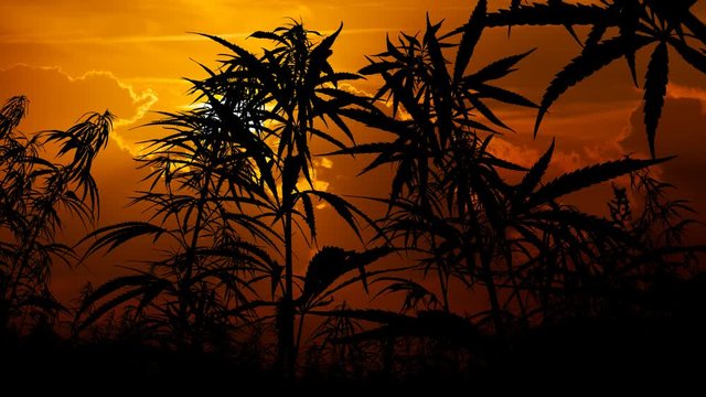 Cannabis Field Time Lapse: Fiery Sunset with Red Clouds and Hemp Plants in Silhouette