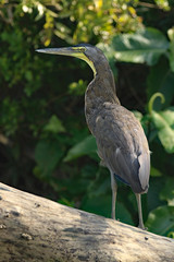 Nacktkehlreiher