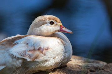 close up detail of a duck