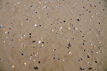 beige sea sand with shells for background