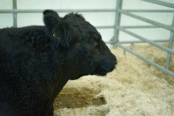 Fototapeta premium A bull in the stall. Agriculture.
