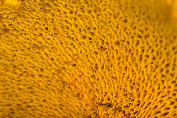 texture of a yellow sunflower