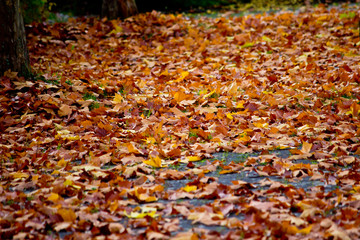 colorful autumn leaves