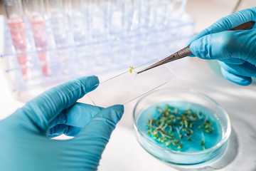 Biologist Examining seeds. Agricultural and genetic research