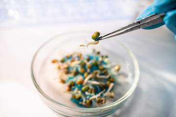 Chemist holding a pane with tests of plants in laboratory