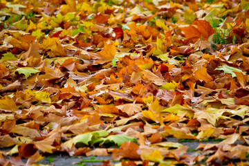 colorful autumn leaves
