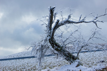 frozen tree in winter
