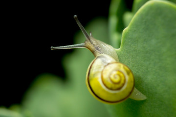 snail with shell on leaf