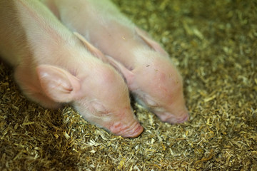 Two cute piglets sleeping together.